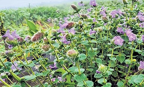 Neelakurinji (Strobilanthes sessilis) flowers