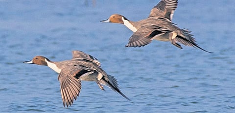 Northern Pintail