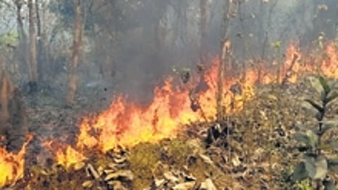 Pramila’s initiative was published in the Brightside page of The New Indian Express under the headline Sankirtan shows the way to save forests from wildfire, which has drawn notice of the prime minister.