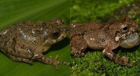 The discovered species were named ‘Raorchestes jakoid’ and ‘Raorchestes jadoh’ as a tribute to the Khasi way of life.
