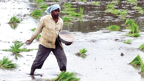 Farmer enriching fields with urea.