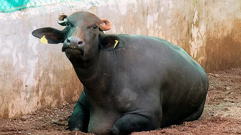 First-ever clone of the wild buffalo, DeepAsha