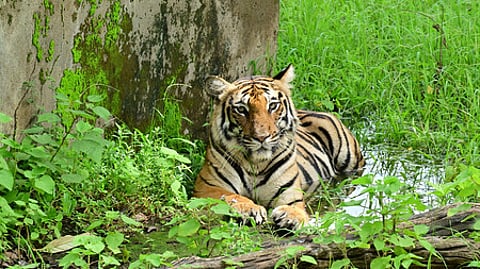 As a result, the Critical Tiger Habitat area will increase from 881.11 sq km to about 924 sq km, while the buffer zone shrinks from 245.72 sq km to 203.2 sq km.