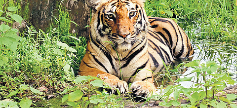 Image of tiger used for representational purposes only.
