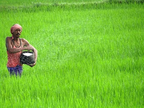 A farmer applying fertiliser to his crop in Dangarpaunsi village under Jeypore block of Koraput district