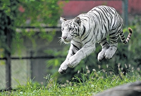 Studbooks and zoo-to-zoo exchanges help avoid close-kin breeding. Breeding is delicate