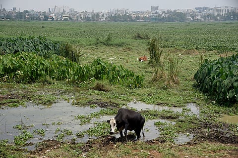 Bellandur lake cleening in progress in Bengaluru on Thursday.