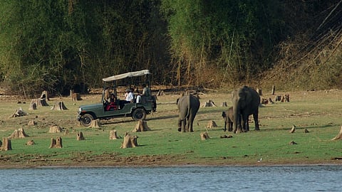 The Call of Kabini