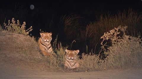 Tigers spotted during a 103-day camera trapping survey at Kaziranga National Park.