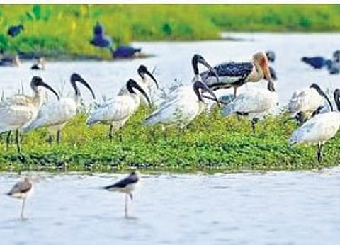 Once the Ramsar status is received, the state will get funds from the National Plan for Conservation of Aquatic Ecosystems (NPCA), an initiative aimed at conserving all types of aquatic ecosystems including wetlands, lakes, and rivers.