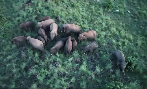 Wild elephants spotted through drone visuals by Tirupati forest department officials, near Kalyani Dam.