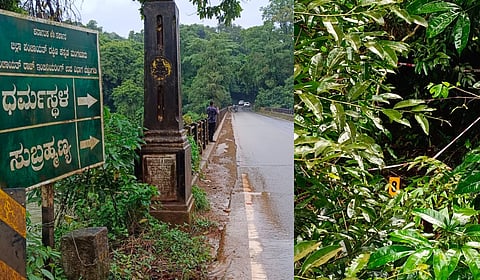 Path towards marked alleged burial sites near Nethravathi bathing ghat in Dharmasthala village (L); Site No 8 marked by the SIT.
