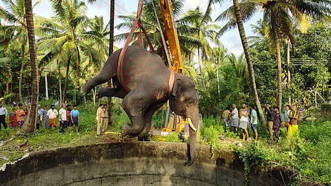 The carcass of the elephant was rescued from the 30-foot well in Solaipadugai near Chadivayal.
