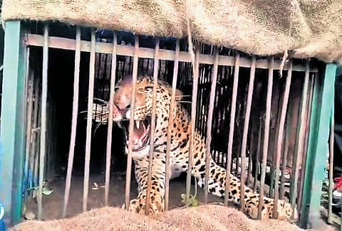 The leopard was eventually captured there, where the environment was calmer compared to populated areas.