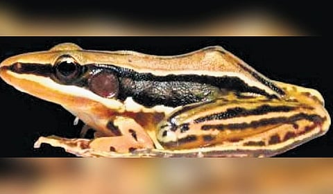 11 new animal discoveries in Andhra Pradesh make it to ZSI’s 2024 list