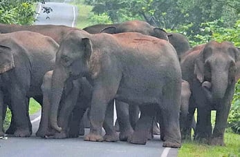 A herd of elephants crossing the road in Hindol range