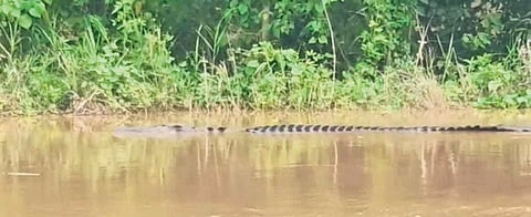 A crocodile seen near a flood-hit village of Kendrapara district