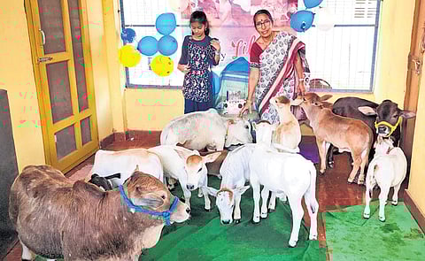 Nano Cows of Lingamparthi in Kakinada district.