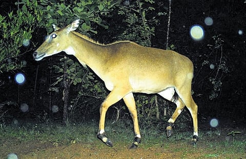 Though the elusive big cat is yet to be captured on camera, the lenses revealed something just as striking: the district’s rich biodiversity.