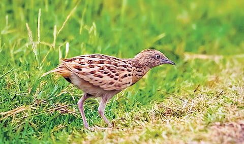 Telangana teachers turn bird detectives, capture first live sighting of elusive Buttonquail