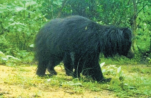 A bear captured on the camera traps set up in Kamareddy