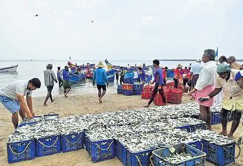 Though the stocks of oil sardine seem to be increasing gradually, the unusual behaviour of the species has surprised scientists.