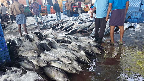 The overall fish catch recorded a slight decline of 2% compared to the previous year.