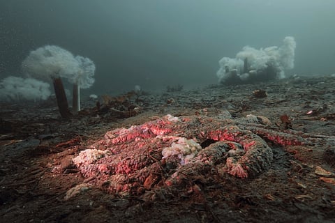 In this photo provided by the Hakai Institute, a sunflower sea star is reduced to goo by sea star wasting disease at Calvert Island, British Columbia, Canada, in 2015.