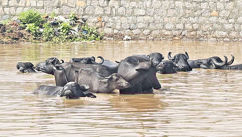 Buffaloes enjoy a ‘well-deserved’ soak in the bathtub that the Batasingaram Fruit Market turned into, on Wednesday.