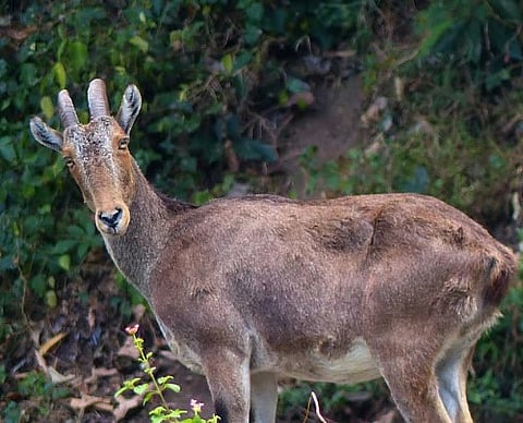 Nilgiri Tahr
