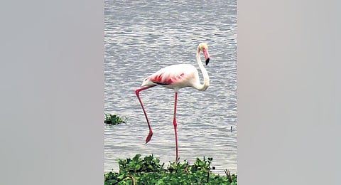 A Greater Flamingo spotted at Varthur Lake in Bengaluru