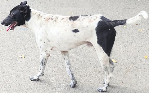 Each day, 10 dedicated teams will be deployed across these zones, which will vaccinate at least 100 dogs, bringing the total to 1,000 vaccinations per day.