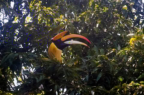 The Great Hornbill, also known as Malamuzhakki Vezhambal, the state bird of Kerala, usually found in hilly terrains.