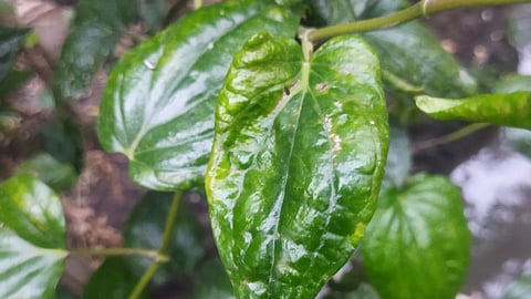 The disease infected betel leaves at a farm in Authoor