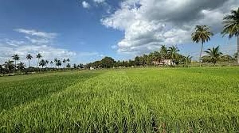 This works out to only around 18% of the total area cultivated. During the initial cut-off date of July 31, 9,600 hectares of the total 64,800 hectares on which kuruvai paddy was raised in the district until then was insured.