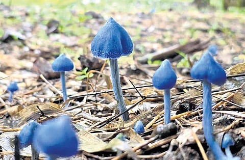 The ‘blue pinkgill’ variety of fungi seen in Kagaznagar