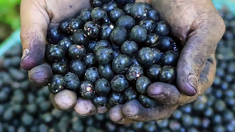 A worker holds acai berries for sale on Combu Island, Belem, Brazil, Tuesday, Aug. 5, 2025.
