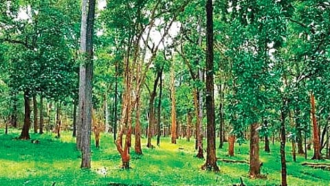To reduce man-animal conflict, forest officials have struck agreements with some encroachers, allowing two to three acres for livelihood while reclaiming the rest for plantations.