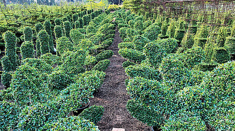 Dhana Raj’s plant sculptures are made from living plants, making them an environmentally friendly and sustainable option for decorative purposes.