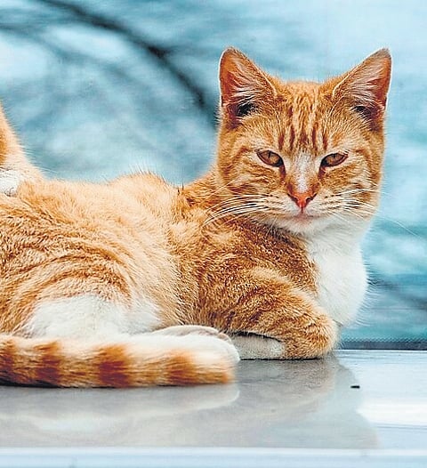 After ‘Dog Babu’, ‘Cat Kumar’ seeks ID proof