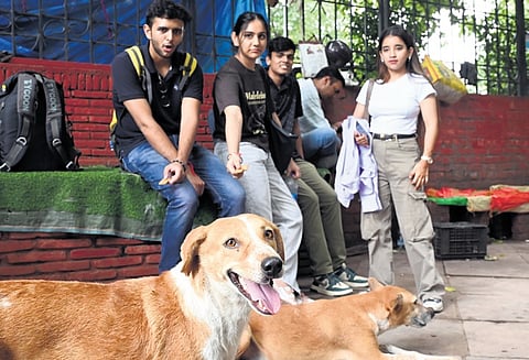 Stray dogs rest by a roadside as passersby look on in New Delhi.