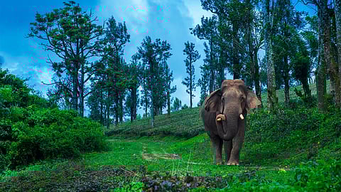 Aneesh Sankarankutty's camera captures the majestic splendour of the gigantic mammal.