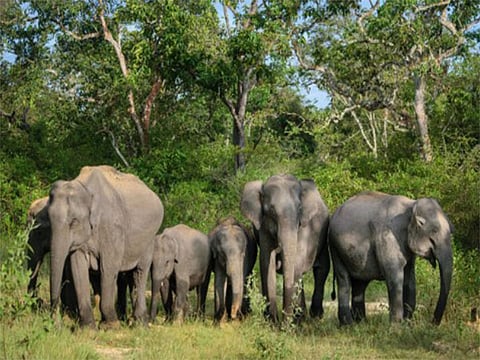 Weeks after Chief Minister Mohan Charan Majhi directed forest authorities to take up paddy cultivation inside forests to curb rising human-elephant conflict.