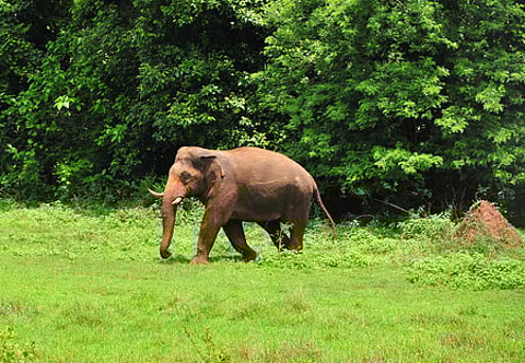 Image used for representation