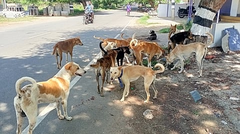 In Chennai alone, housing its 1.8 lakh stray dogs would mean setting aside about 900 acres.