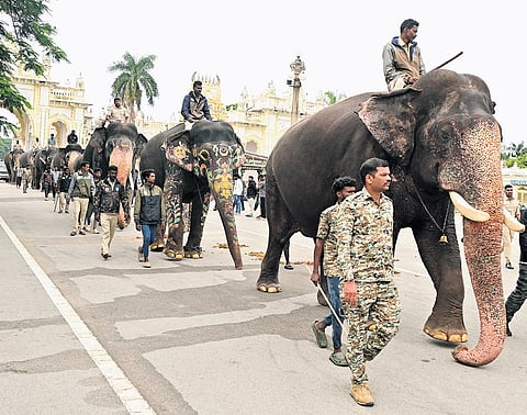 Dasara elephants takes a stroll outside Mysuru Palace on Tuesday.