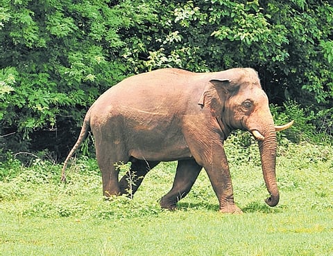According to farmers, 28 people have been killed by wild elephants in the state since January 1, 2025.