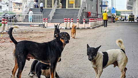 The Supreme Court has directed that all stray dogs in Delhi-NCR be picked up within eight weeks and housed in dedicated dog shelters.