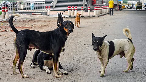 Image of stray dogs used for representation.