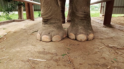 Foot problems are among the leading causes of morbidity in captive elephants.